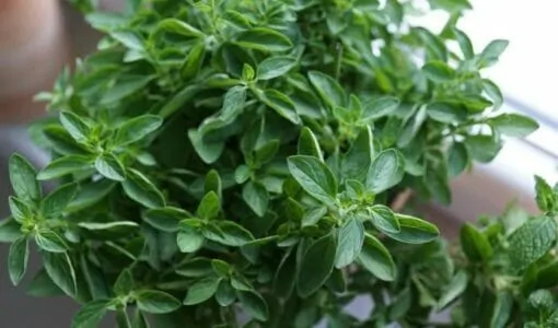 Oregano