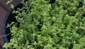 Thyme