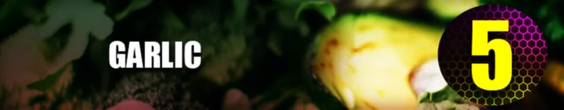 Garlic