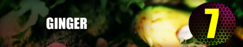 Ginger