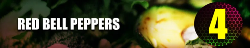 Red Bell Peppers